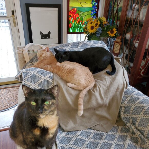 THE OFFICERS  AND EXECUTIVE  ASSISTANT OF THE RCA CAT CLOSET - Picture 1 of 1